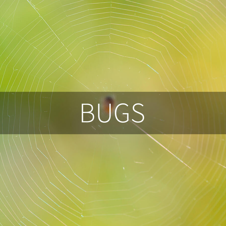 bugs